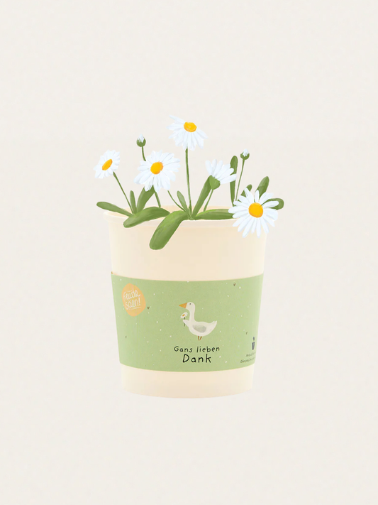 Zestaw do samodzielnej uprawy stokrotek Gans lieben Dank