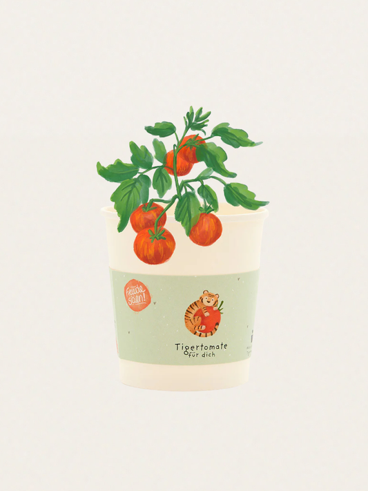 Zestaw do samodzielnej uprawy pomidorów