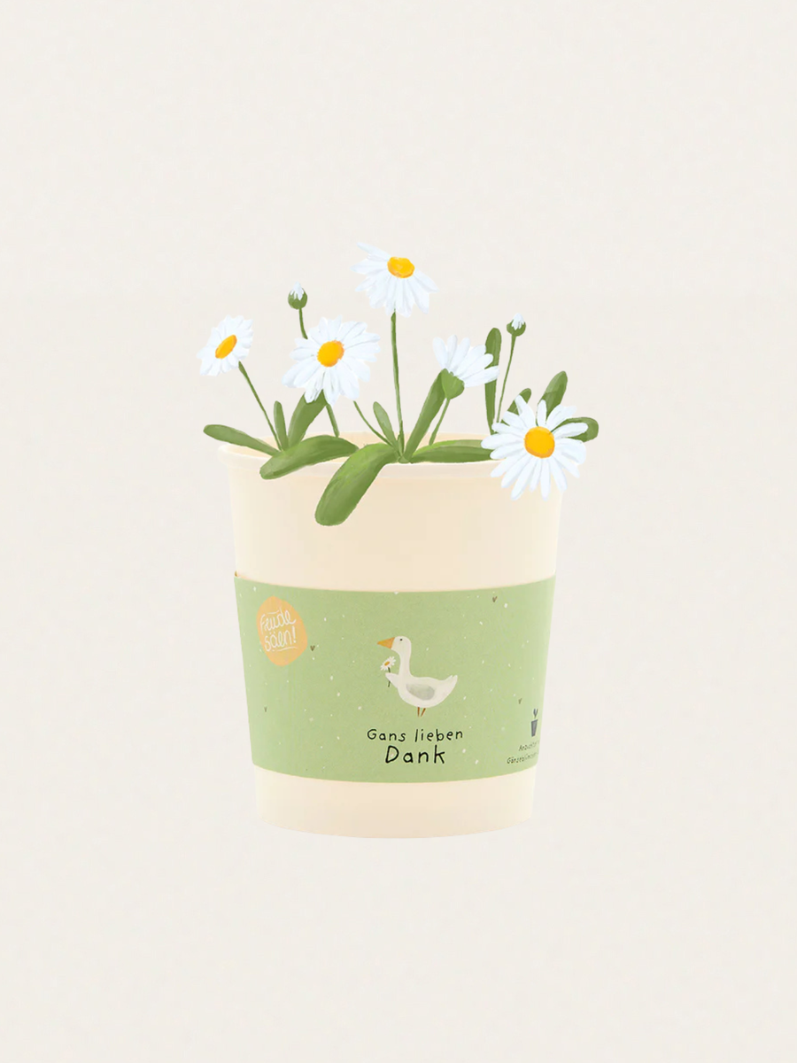 Zestaw do samodzielnej uprawy stokrotek Gans lieben Dank