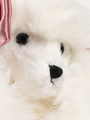 Pluszowy piesek Spitz Puppy